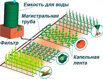 Капельный полив